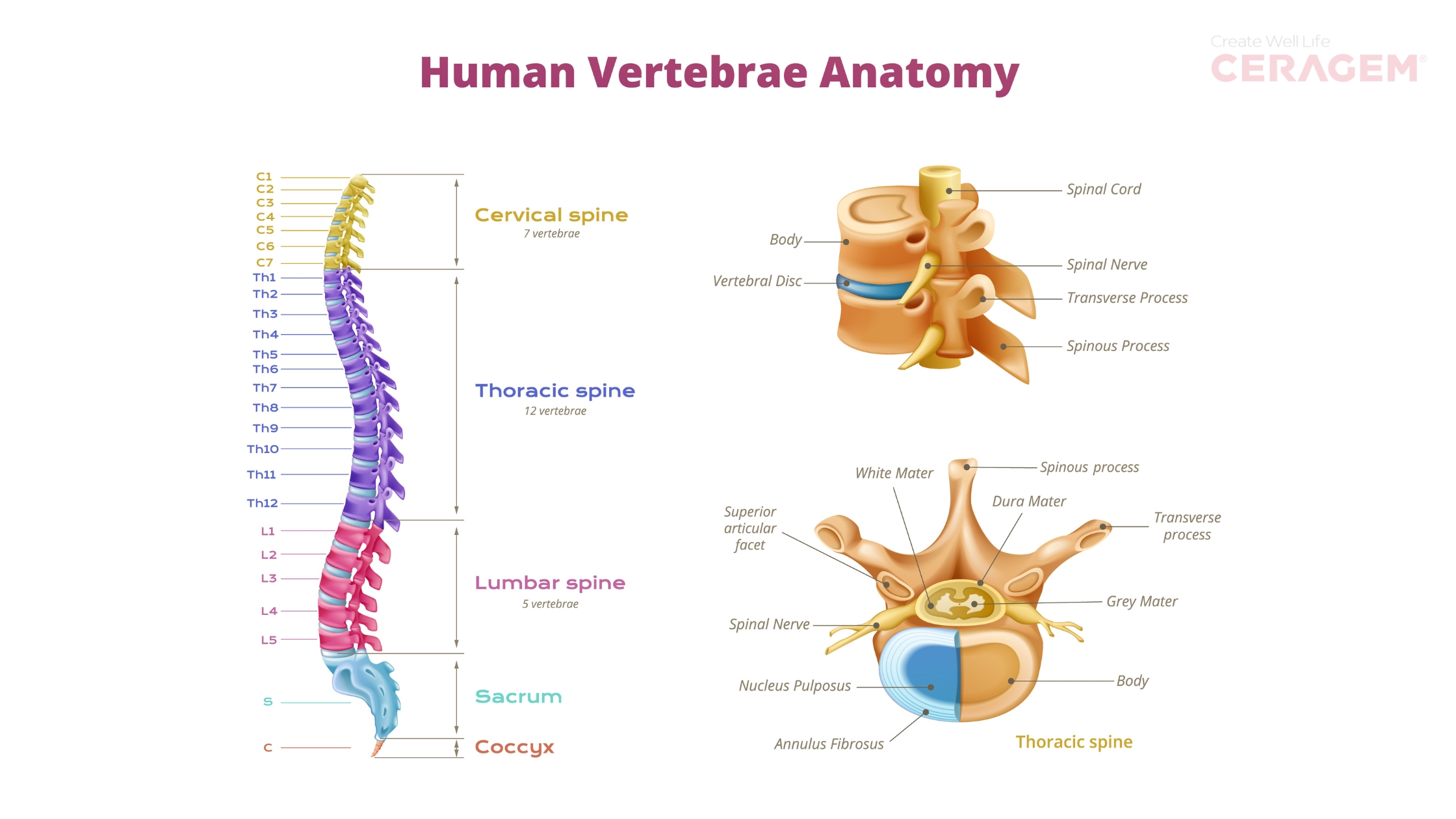 Human Vertebrae Anatomy